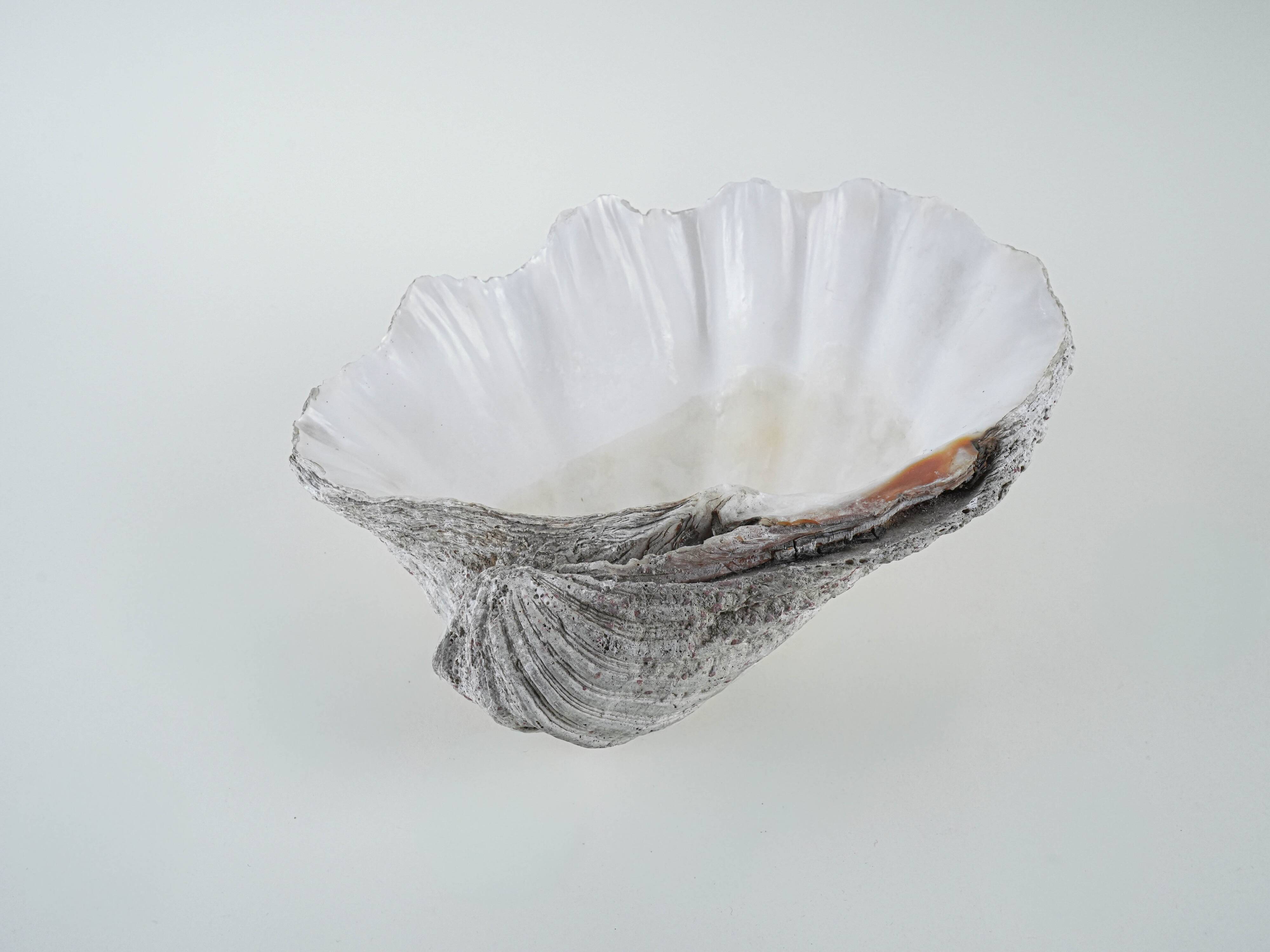 Decorative Tridacna seashell, boho style, 1980s