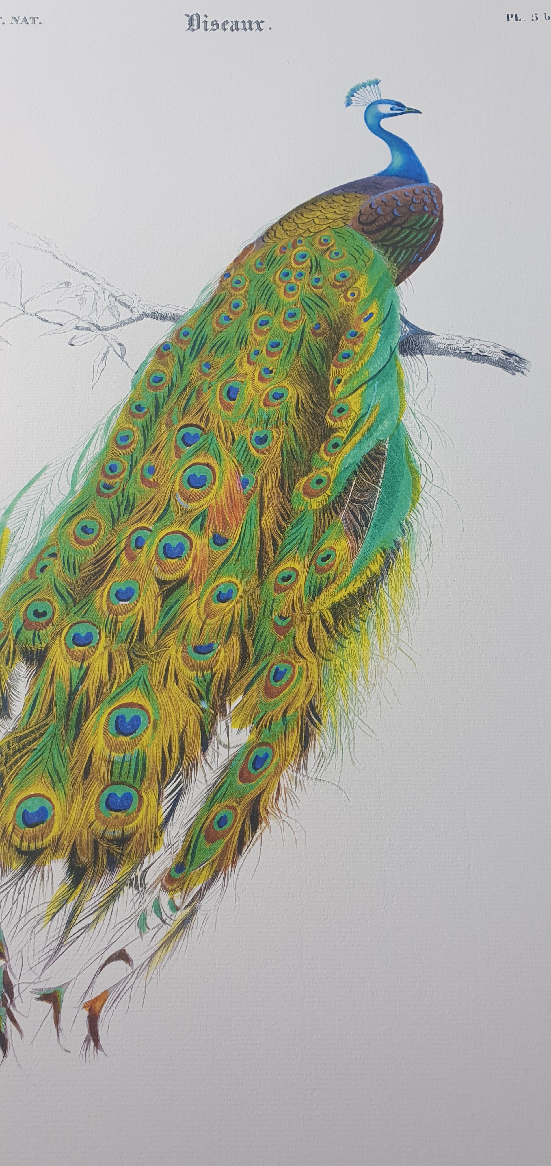 Vintage illustration