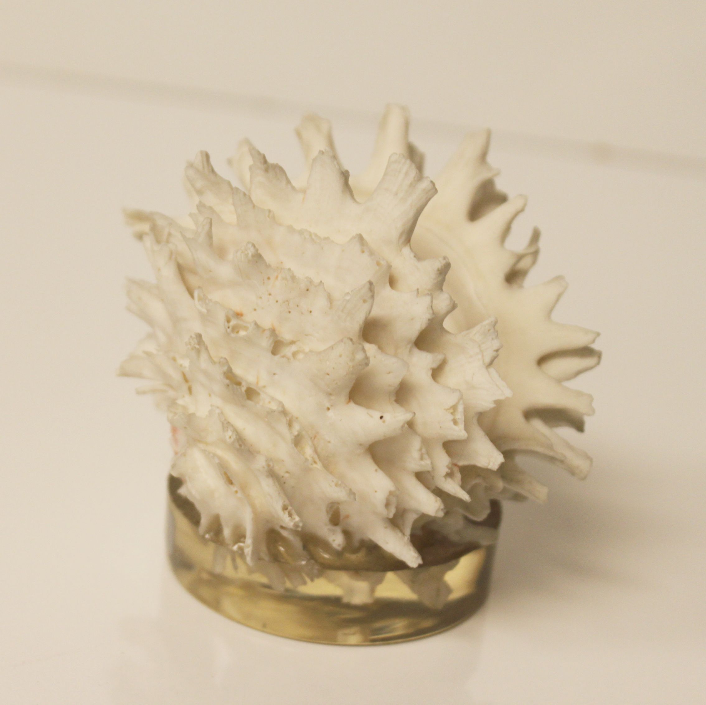 Shell Chama Lazarus.