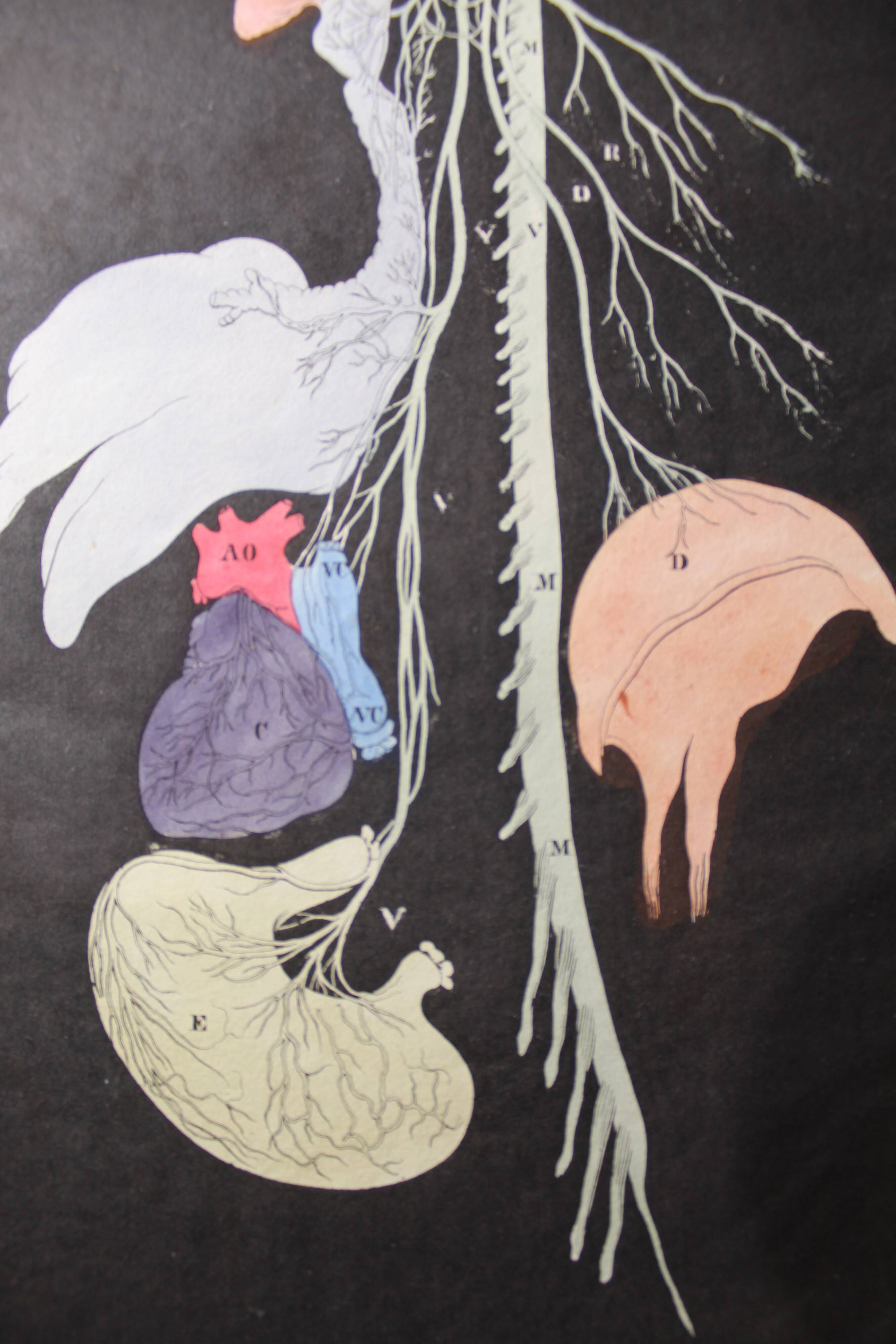 Medical anatomy board "Distribution of nerves"