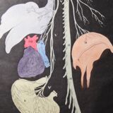 Planche médicale anatomie "Distribution des nerfs"