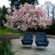 Pair of vintage modernist armchairs 50s