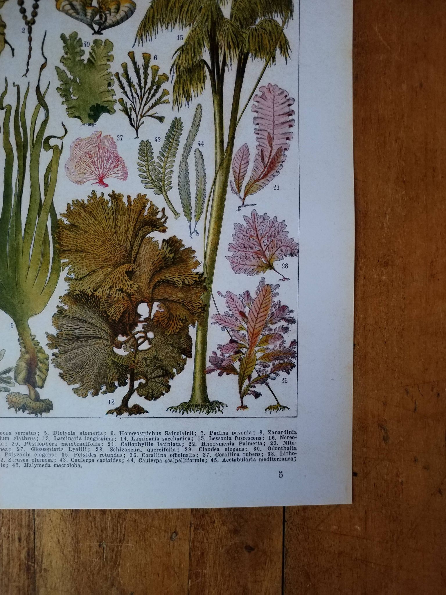 Original lithograph on algae