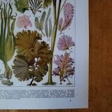 Original lithograph on algae
