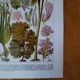 Original lithograph on algae