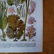 Original lithograph on algae