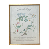 Tisane botanical plank against the flu