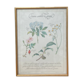 Planche botanique Tisane contre la grippe