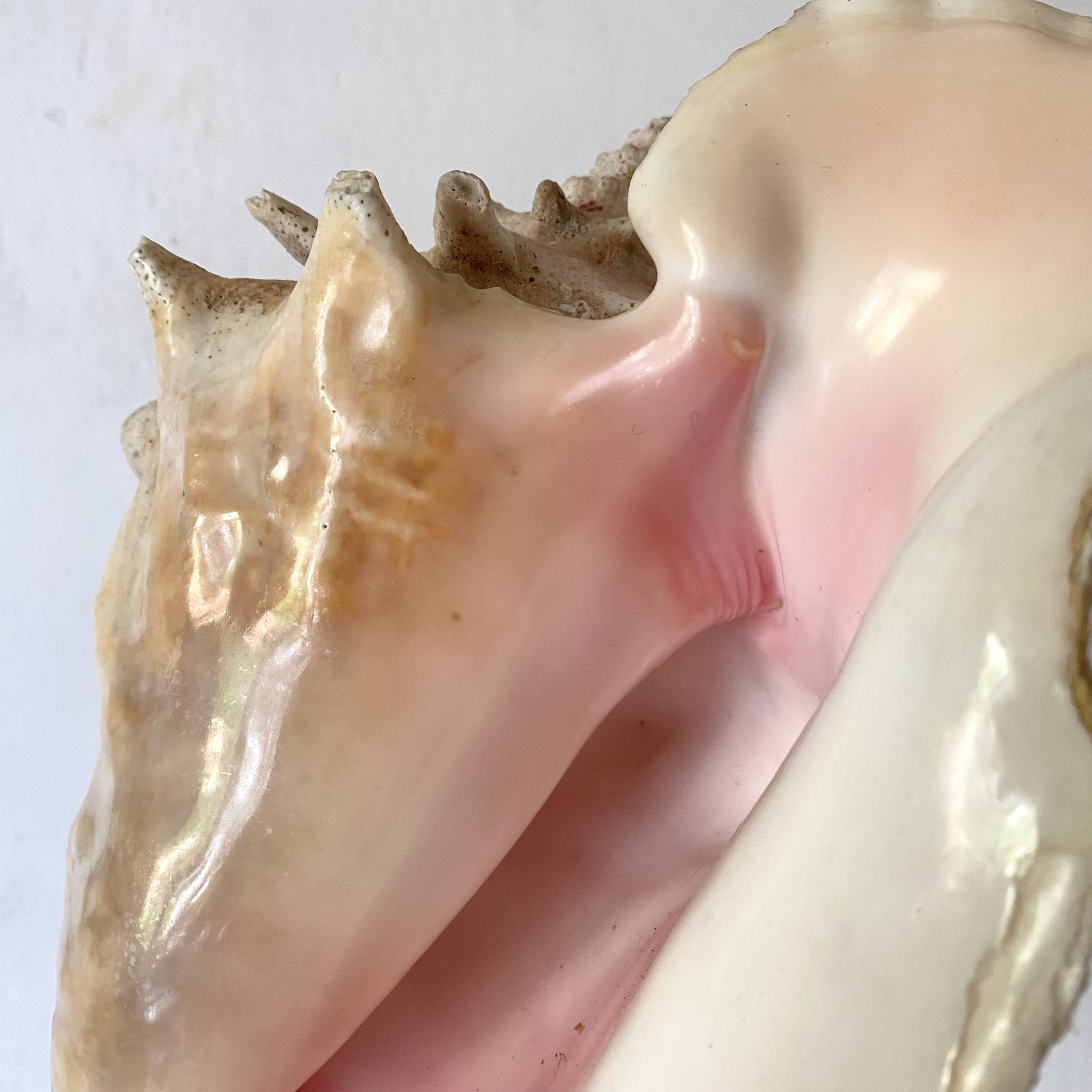 Real shell, conch, great conch