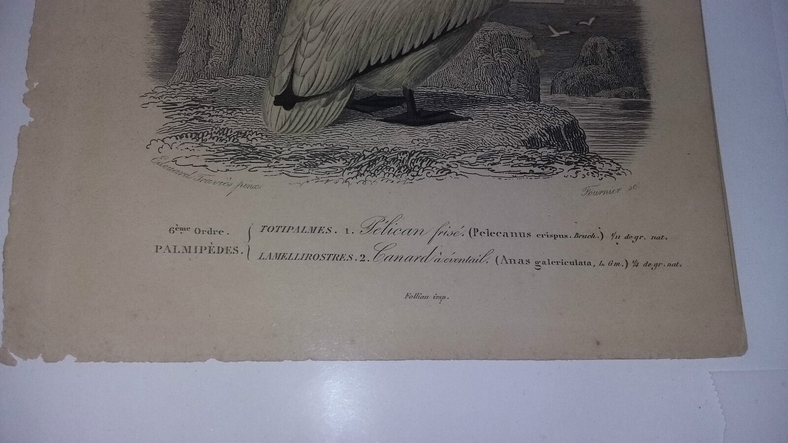 Antique print XIXth palmiped birds