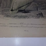 Gravure ancienne XIXème oiseaux palmipèdes