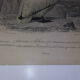 Gravure ancienne XIXème oiseaux palmipèdes