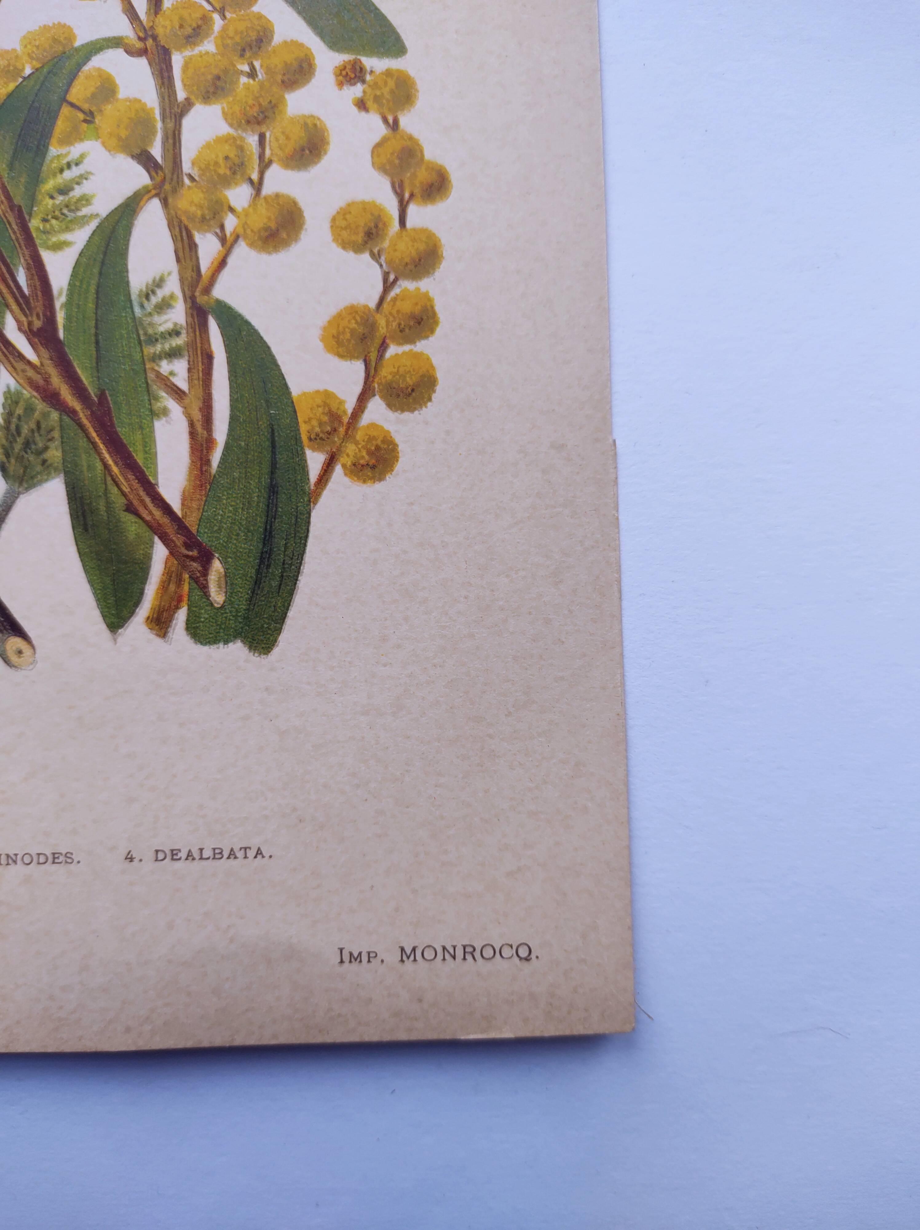 Botanical engraving from 1897 - Acacia - Original plate. Old flower lithograph