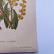 Botanical engraving from 1897 - Acacia - Original plate. Old flower lithograph