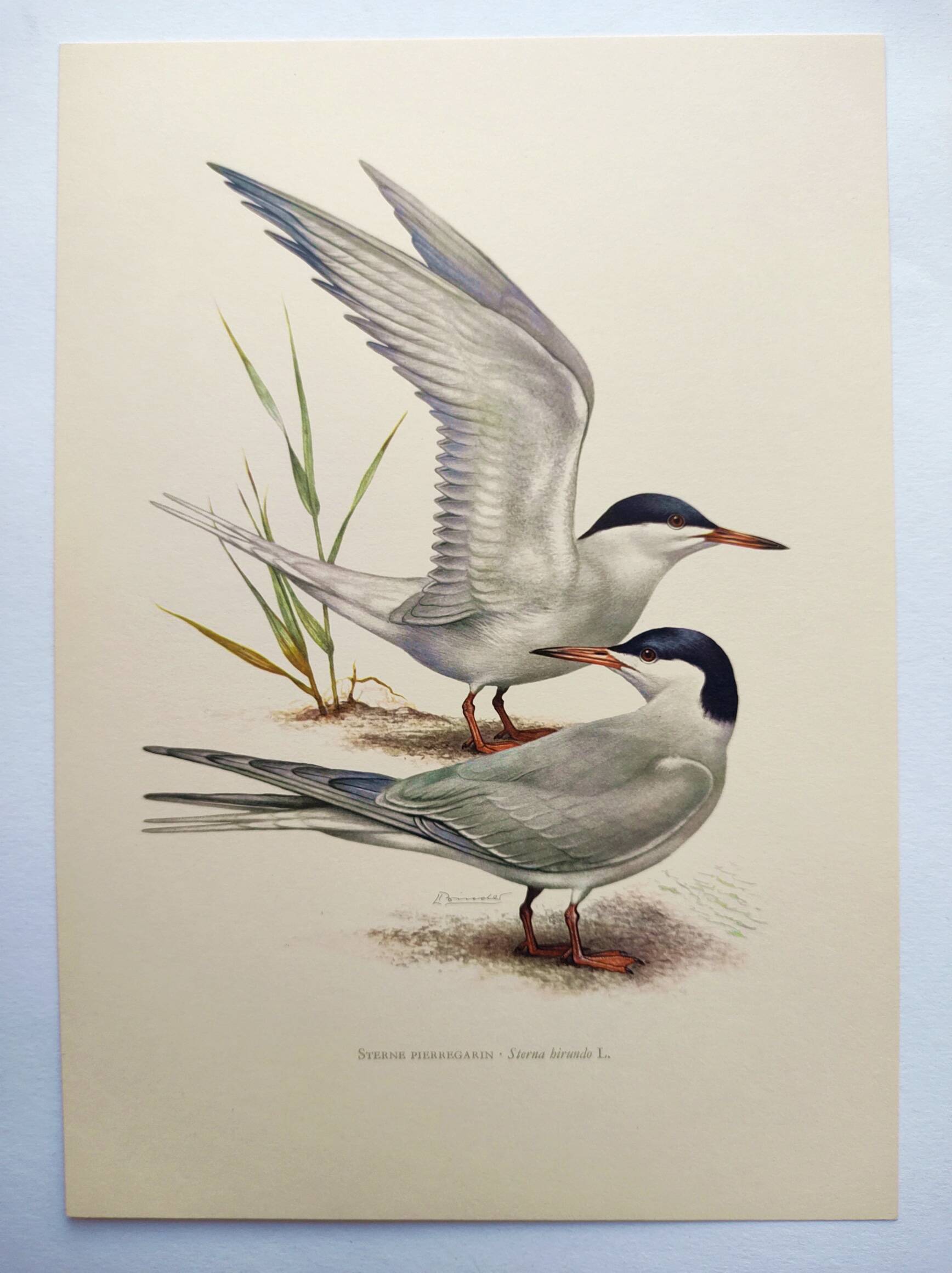 Antique bird print 1960 - Common Tern - seaside and beach