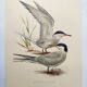 Antique bird print 1960 - Common Tern - seaside and beach