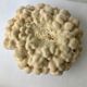 Big Pacific Pink Coral