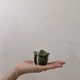 Cabbage-shaped salt shaker