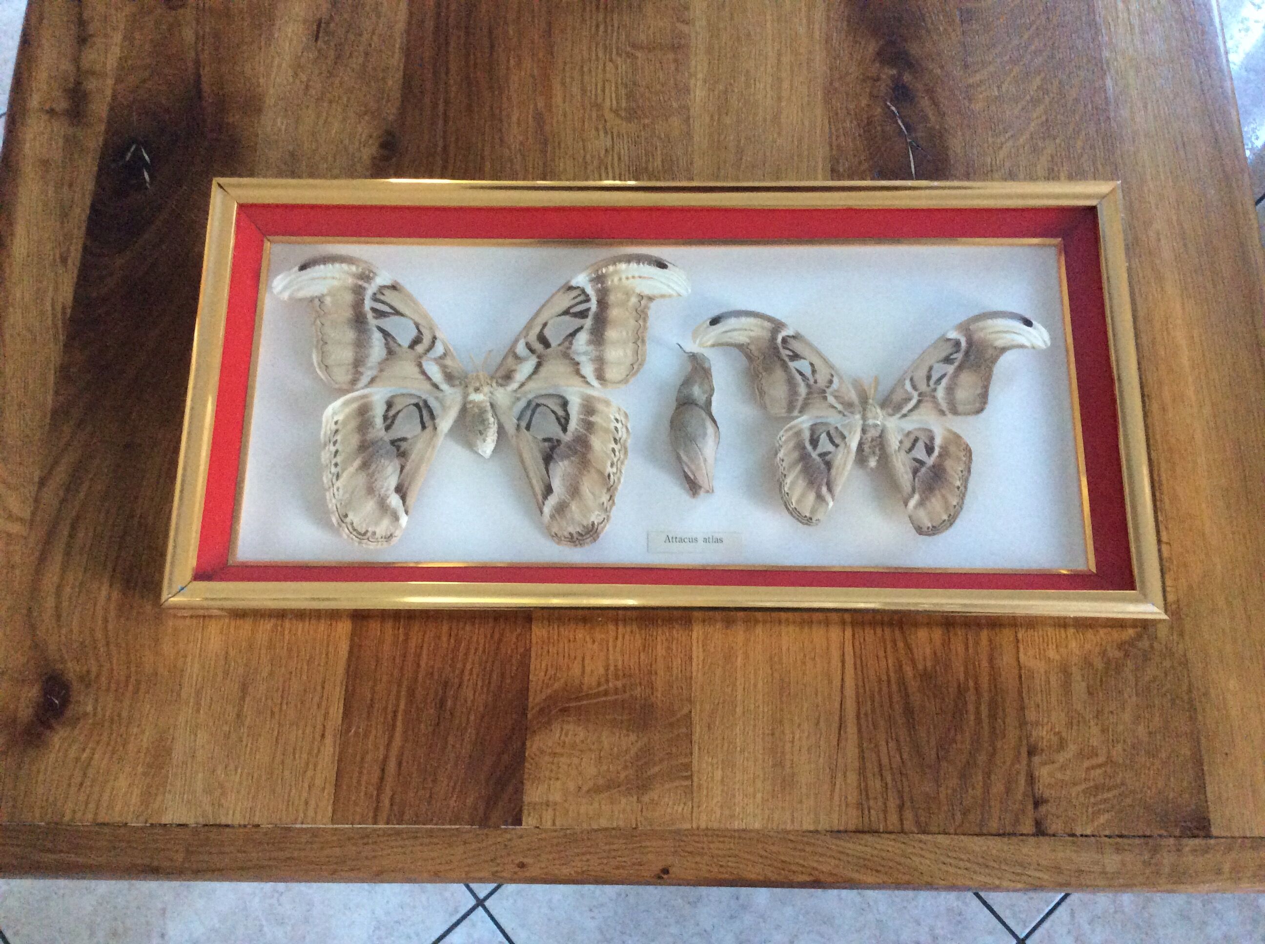 Naturalized butterfly frame