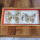 Naturalized butterfly frame