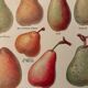 Reserve Aude - set of 3 illustrated boards 20th century