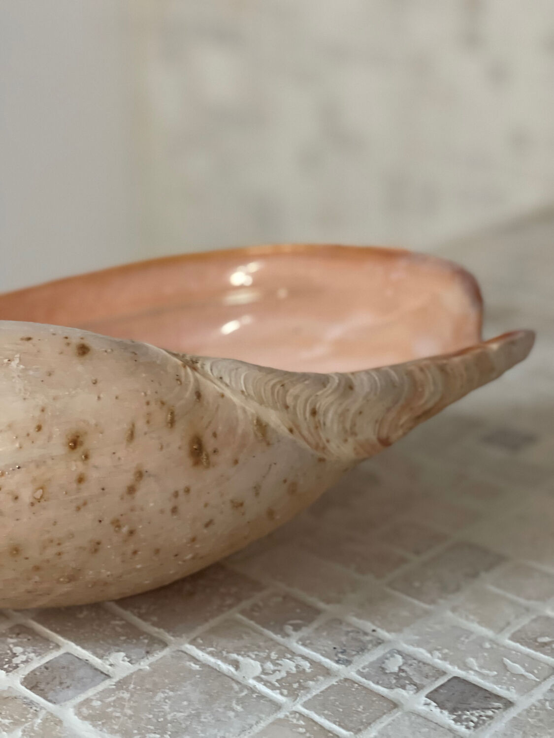 Large Melo Amphora seashell.