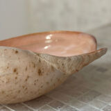 Large Melo Amphora seashell.