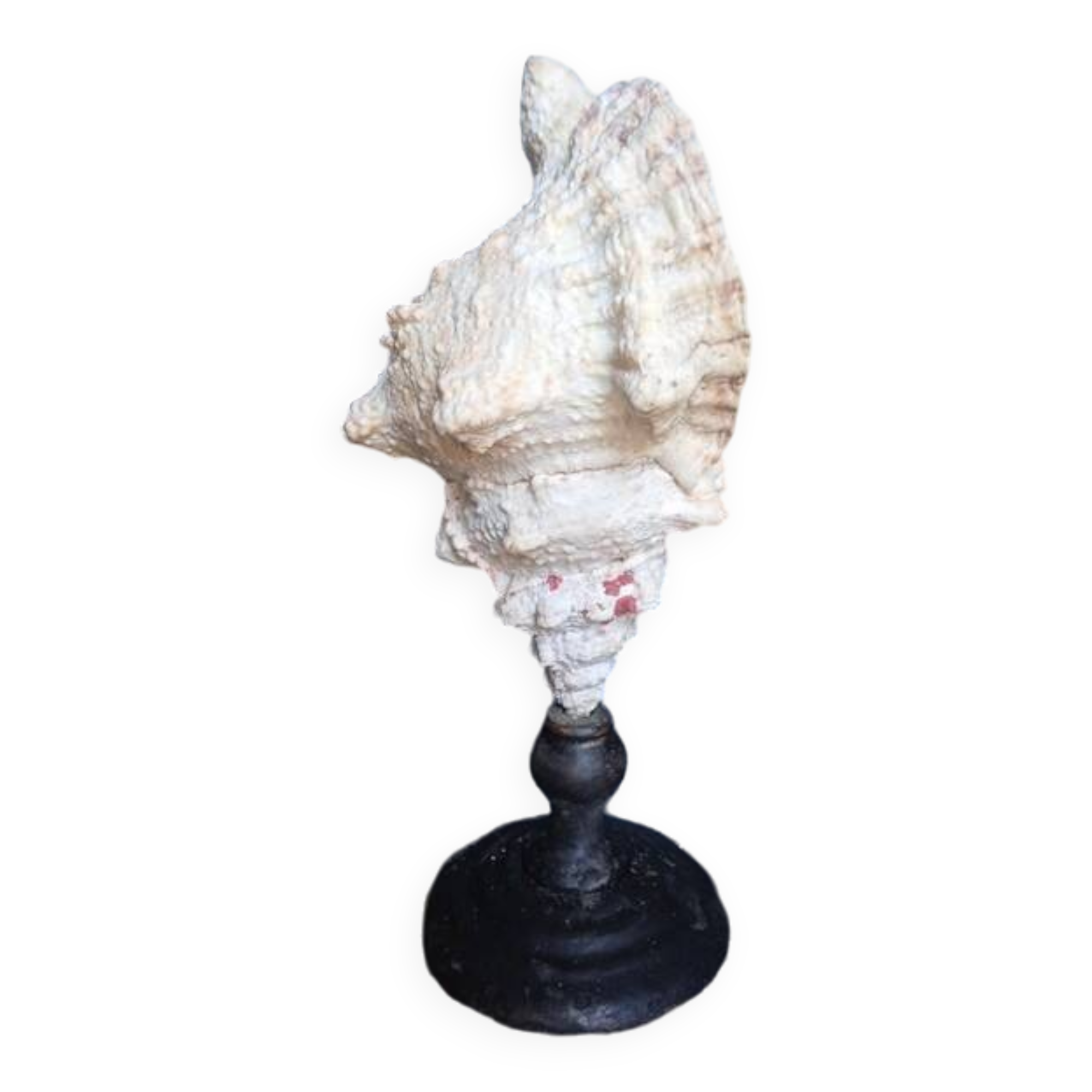 Cabinet of Curiosities 33cm Tutufa Bubo Shell on base
