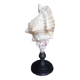 Cabinet of Curiosities 33cm Tutufa Bubo Shell on base
