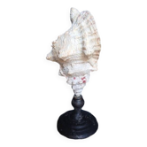 Cabinet de Curiosités 33cm Coquillage Tutufa Bubo sur socle