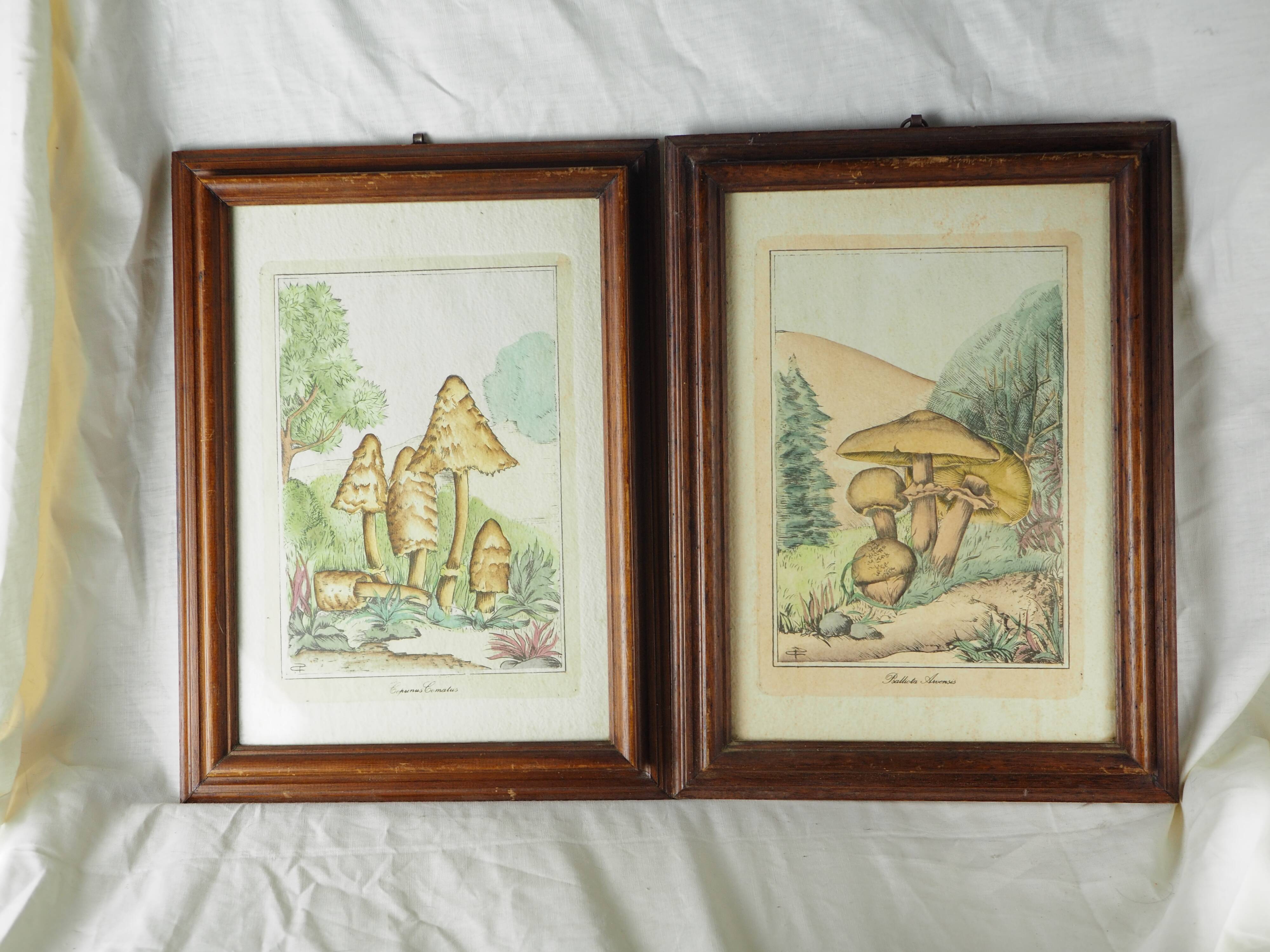 Pair of colorized mycological lithographs - Coprinus comatus, Psalliotta arvensis - 70s