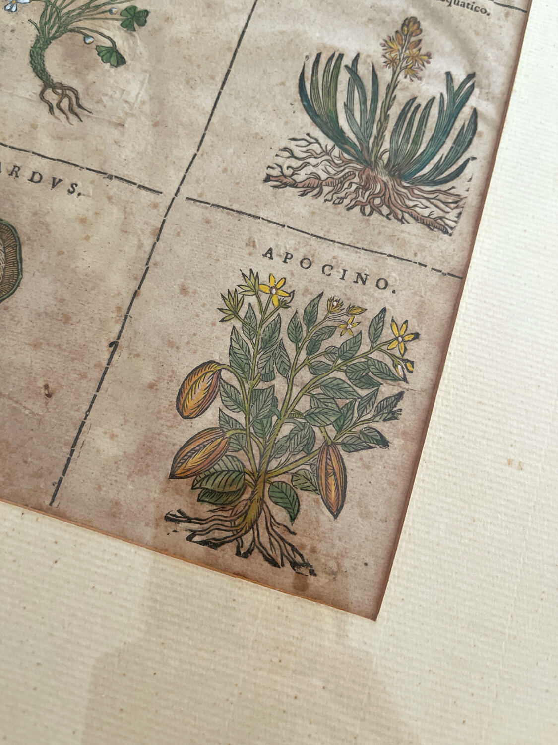 Lithograph botanical plate enhanced with watercolour.