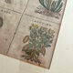 Lithograph botanical plate enhanced with watercolour.