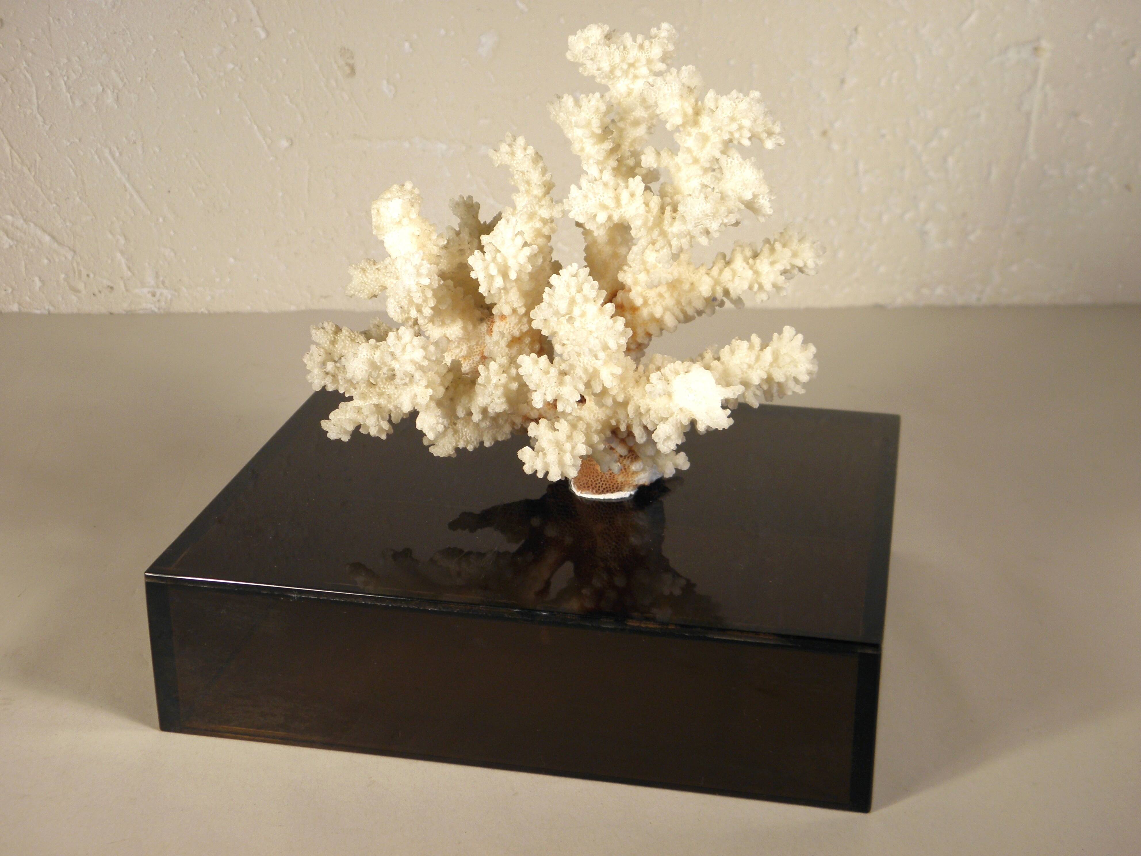 Coral on base