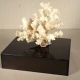 Coral on base