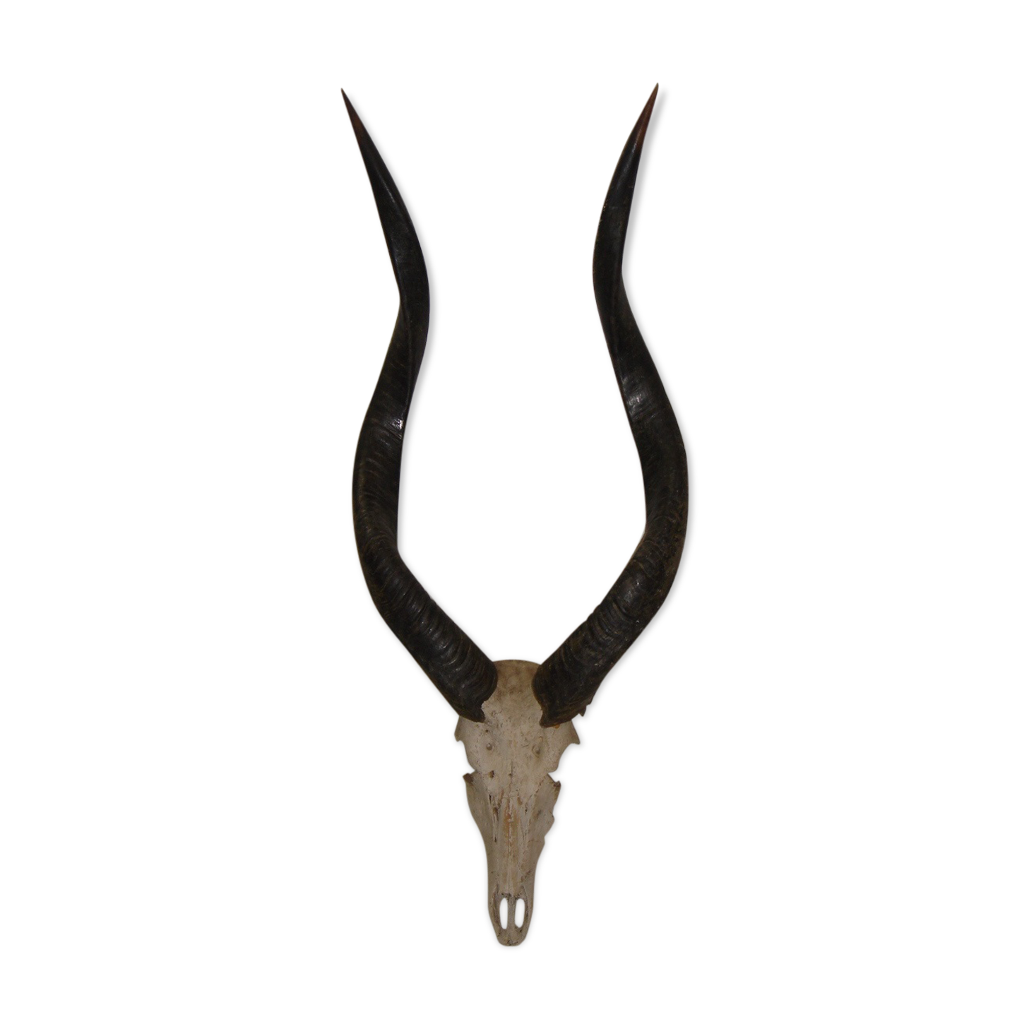Massacre d'antilope d'Afrique