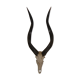 Massacre d'antilope d'Afrique