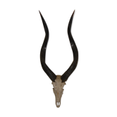 Hunting trophy of antelope from Africa