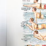 Poster in colors decomposing the movements of swimming