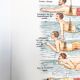 Poster in colors decomposing the movements of swimming