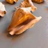 Shells lot or detail, Strombus Lobatus Peruvianus