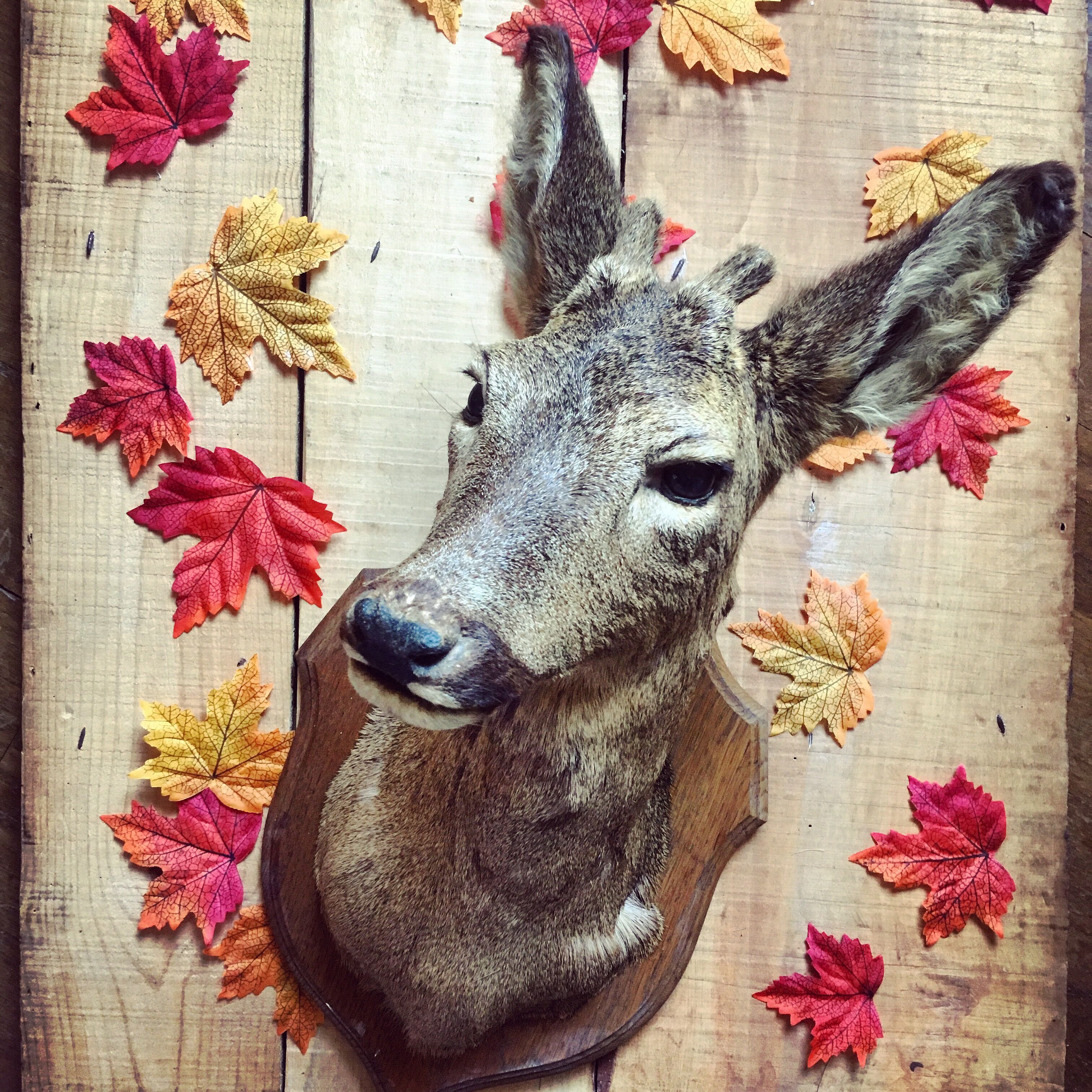 Taxidermy. Young deer. Hunting trophy. 1960's. Decoration cottage, cabin, country house. Curiosity cabinet