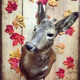 Taxidermy. Young deer. Hunting trophy. 1960's. Decoration cottage, cabin, country house. Curiosity cabinet