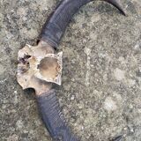 Hunting Trophy