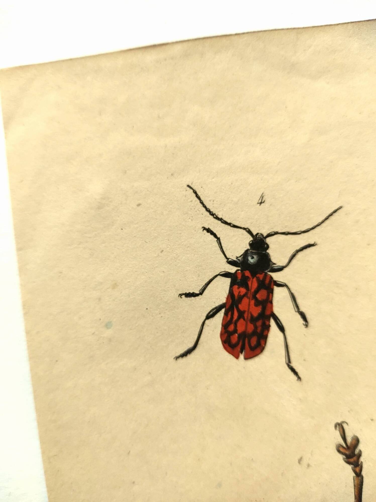 Antique engraving from 1839 - Priones Insects - Hand-colored plate