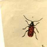 Gravure ancienne de 1839 -Insectes Priones - Planche coloriée à la main