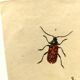 Antique engraving from 1839 - Priones Insects - Hand-colored plate