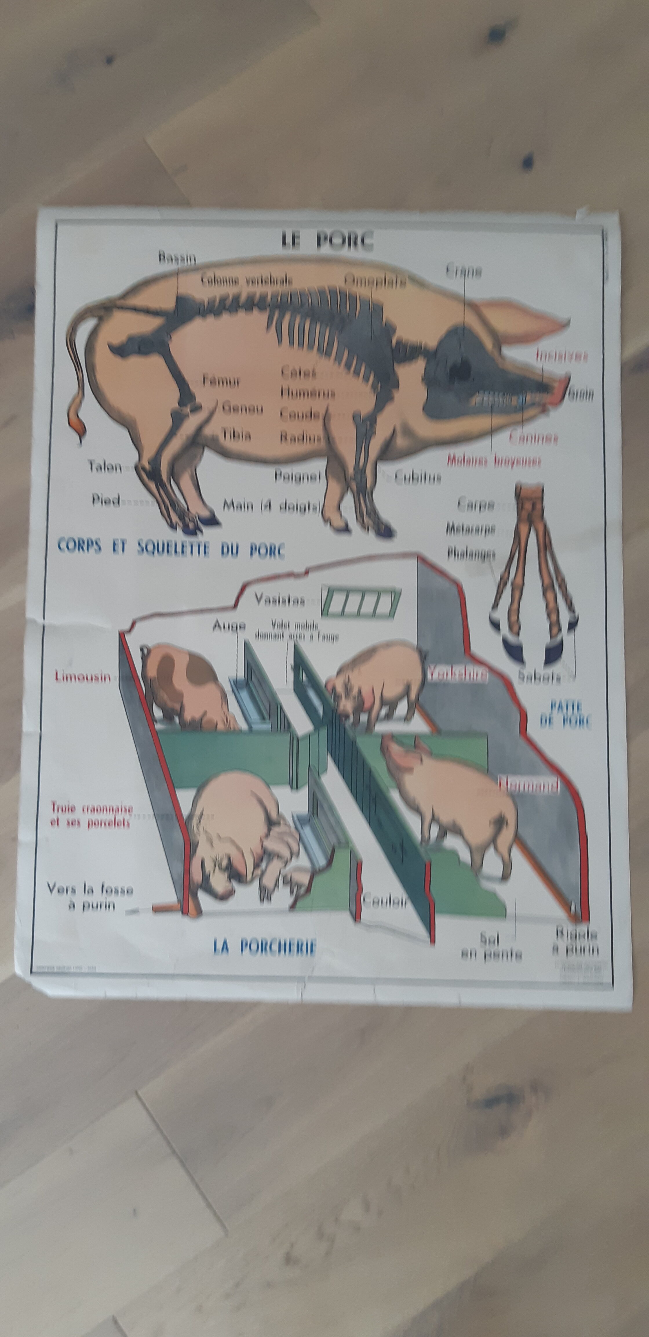 School poster pig and cat