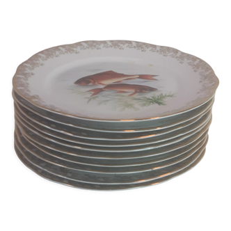 Lot of fish plates