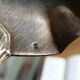 Art Deco silver and porcelain fruit ladle